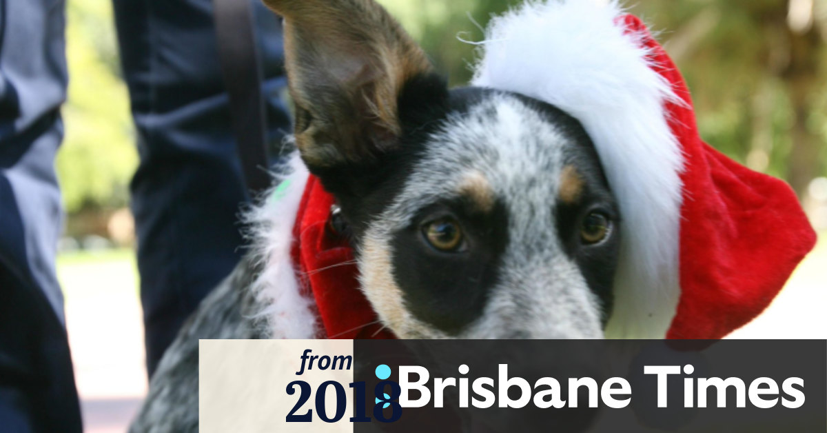 Santa Paws is coming to town for Brisbane dog Christmas party